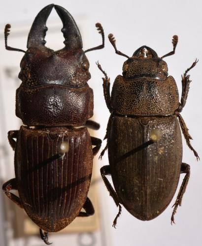 Aegus sp.